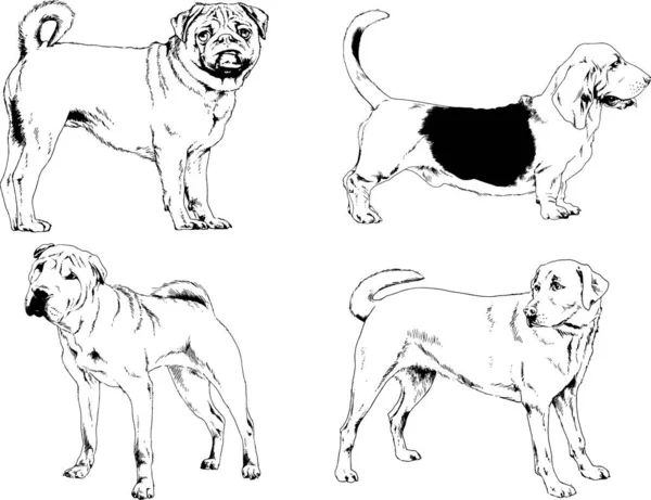Desenhos Vetoriais Esboços Pedigree Cães Gatos Desenhados Tinta Mão Objetos —  Vetores de Stock