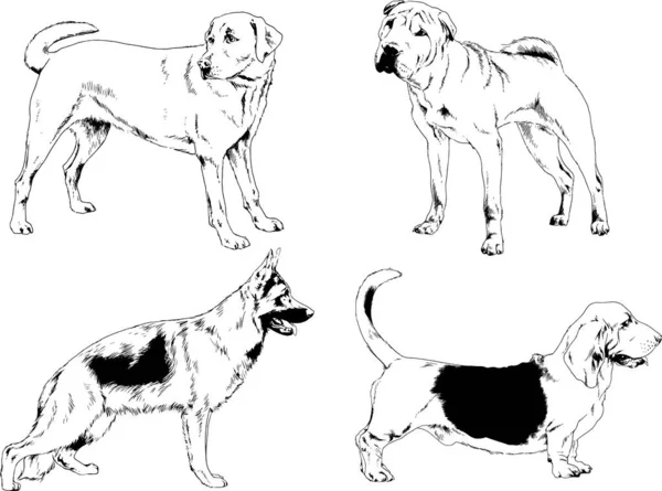 Dibujos Vectoriales Bocetos Pedigrí Perros Gatos Dibujados Tinta Mano Objetos — Archivo Imágenes Vectoriales