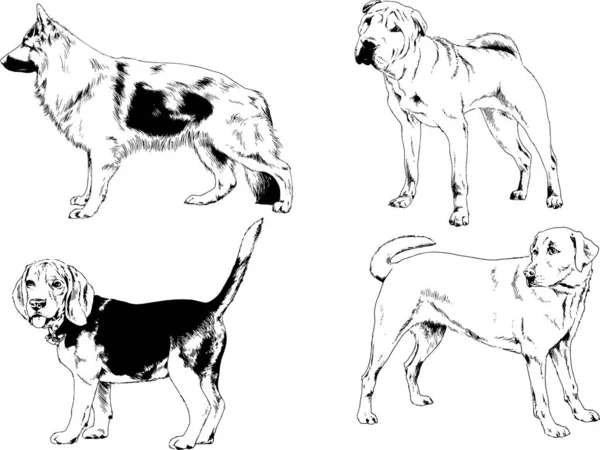 ベクターの絵は手描きでインクで描いた血統の犬や猫 背景のないもの — ストックベクタ