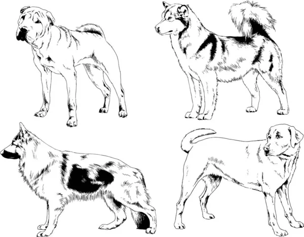 Rysunki Wektorowe Szkice Rodowód Psy Koty Narysowane Atramentem Ręcznie Obiekty — Wektor stockowy