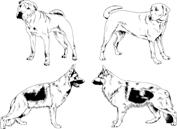 矢量绘图素描用笔画的家犬和猫 没有背景的物体 — 图库矢量图片