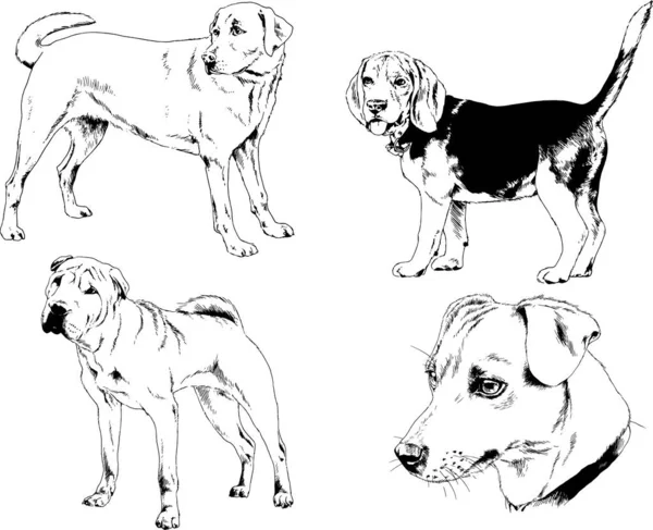 Dibujos Vectoriales Bocetos Pedigrí Perros Gatos Dibujados Tinta Mano Objetos — Vector de stock