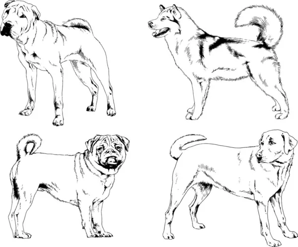 Vektör çizimleri, arka planı olmayan nesneler, mürekkeple çizilmiş soylu köpek ve kedileri çizer.
