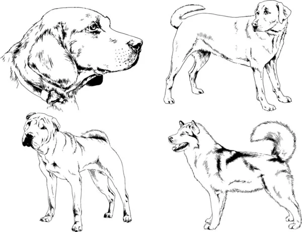 ベクターの絵は手描きでインクで描いた血統の犬や猫 背景のないもの — ストックベクタ