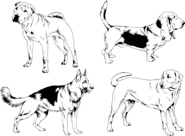 ベクターの絵は手描きでインクで描いた血統の犬や猫 背景のないもの — ストックベクタ