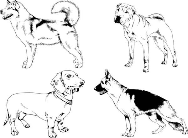 Dessins Vectoriels Croquis Pedigree Chiens Chats Dessinés Encre Main Objets — Image vectorielle