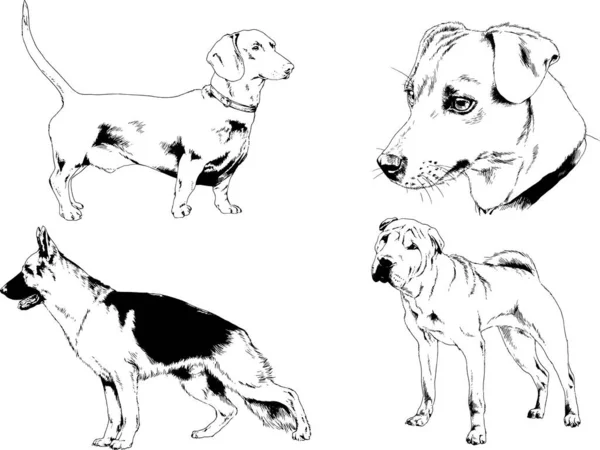 Dessins Vectoriels Croquis Pedigree Chiens Chats Dessinés Encre Main Objets — Image vectorielle