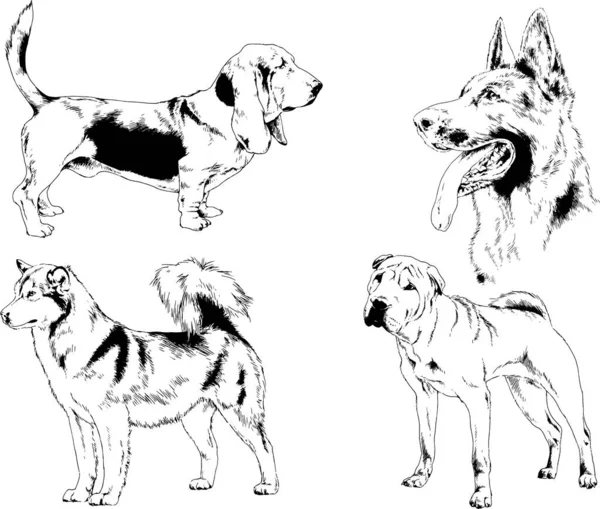 Desenhos Vetoriais Esboços Pedigree Cães Gatos Desenhados Tinta Mão Objetos — Vetor de Stock