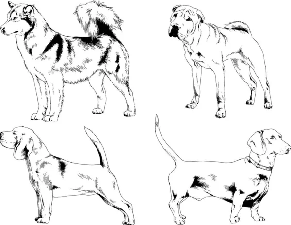 矢量绘图素描用笔画的家犬和猫 没有背景的物体 — 图库矢量图片