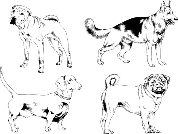 Dibujos Vectoriales Bocetos Pedigrí Perros Gatos Dibujados Tinta Mano Objetos — Archivo Imágenes Vectoriales