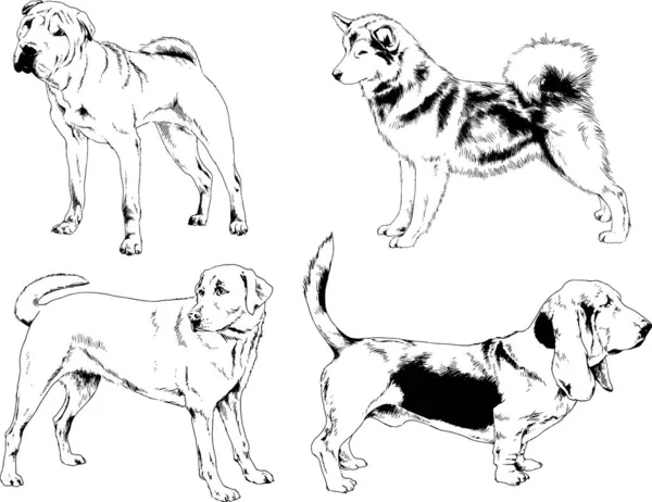 Desenhos Vetoriais Esboços Pedigree Cães Gatos Desenhados Tinta Mão Objetos —  Vetores de Stock