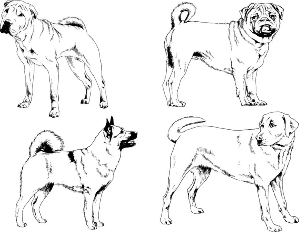 矢量绘图素描用笔画的家犬和猫 没有背景的物体 — 图库矢量图片