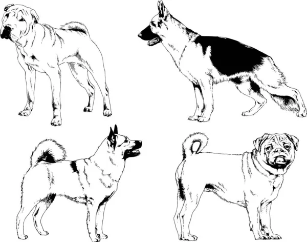 Dibujos Vectoriales Bocetos Pedigrí Perros Gatos Dibujados Tinta Mano Objetos — Archivo Imágenes Vectoriales