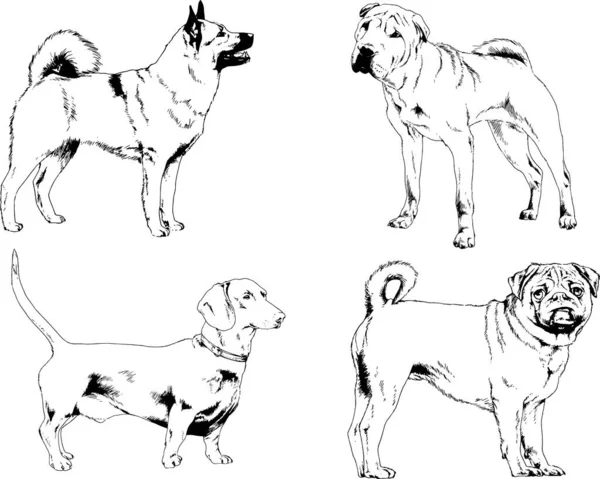 Dessins Vectoriels Croquis Pedigree Chiens Chats Dessinés Encre Main Objets — Image vectorielle