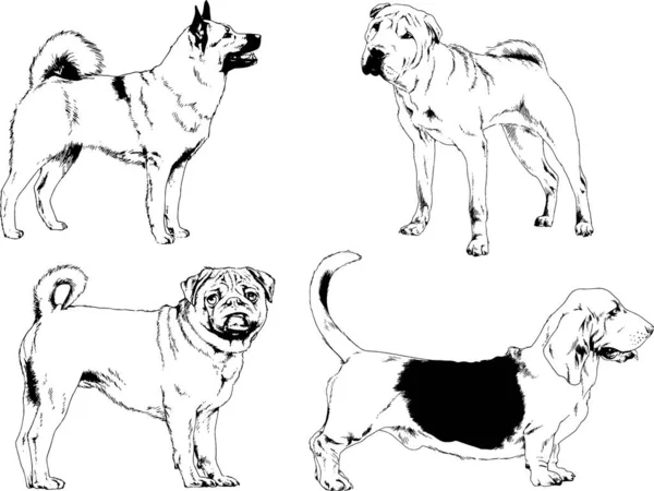 Dibujos Vectoriales Bocetos Pedigrí Perros Gatos Dibujados Tinta Mano Objetos — Archivo Imágenes Vectoriales