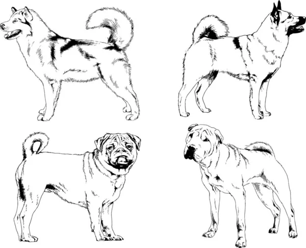 Dibujos Vectoriales Bocetos Pedigrí Perros Gatos Dibujados Tinta Mano Objetos — Archivo Imágenes Vectoriales