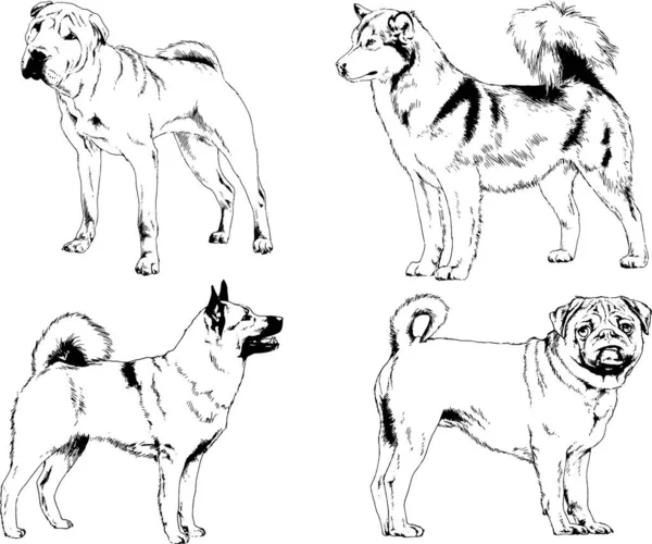 Dibujos Vectoriales Bocetos Pedigrí Perros Gatos Dibujados Tinta Mano Objetos — Archivo Imágenes Vectoriales