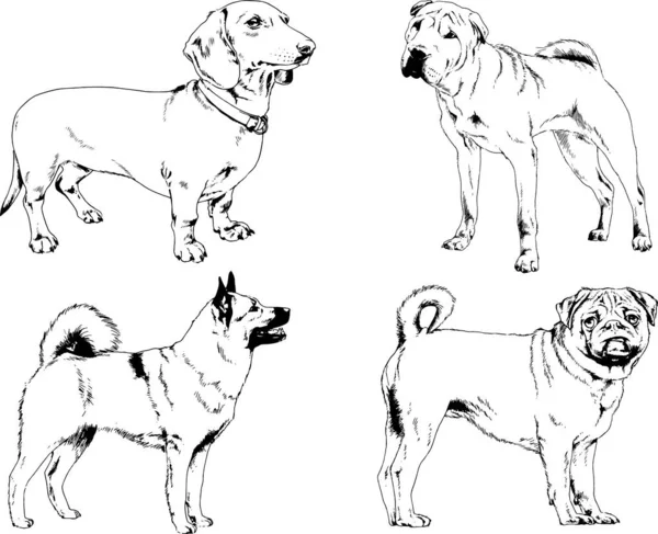 Dibujos Vectoriales Bocetos Pedigrí Perros Gatos Dibujados Tinta Mano Objetos — Archivo Imágenes Vectoriales