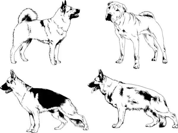 ベクターの絵は手描きでインクで描いた血統の犬や猫 背景のないもの — ストックベクタ