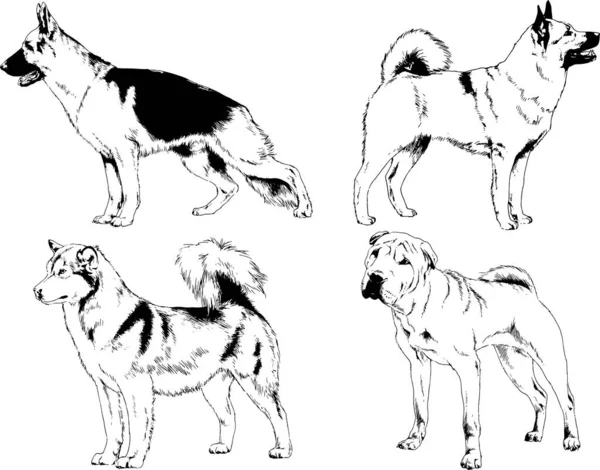 Dibujos Vectoriales Bocetos Pedigrí Perros Gatos Dibujados Tinta Mano Objetos — Archivo Imágenes Vectoriales