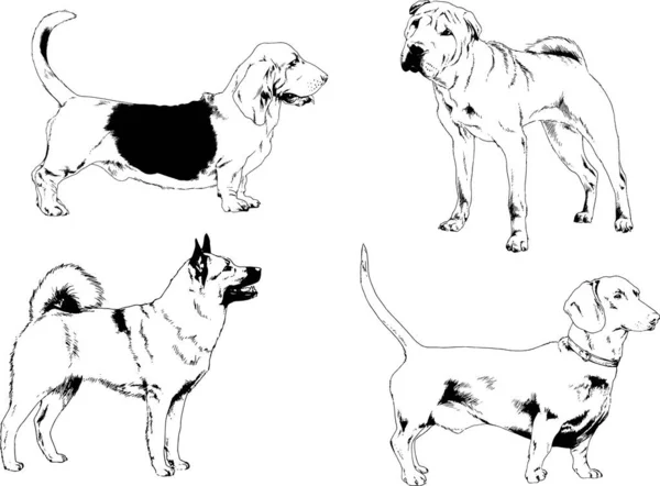 Dessins Vectoriels Croquis Pedigree Chiens Chats Dessinés Encre Main Objets — Image vectorielle