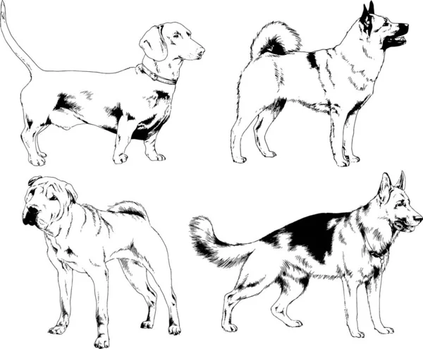 Dessins Vectoriels Croquis Pedigree Chiens Chats Dessinés Encre Main Objets — Image vectorielle