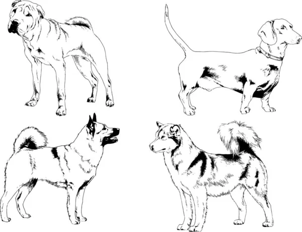 Dibujos Vectoriales Bocetos Pedigrí Perros Gatos Dibujados Tinta Mano Objetos — Vector de stock