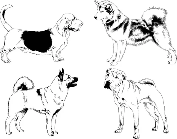 Desenhos Vetoriais Esboços Pedigree Cães Gatos Desenhados Tinta Mão Objetos — Vetor de Stock