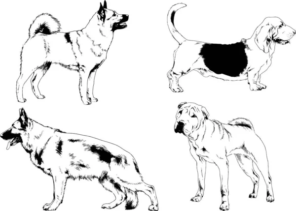 Vektor Rajzok Vázlatok Törzskönyv Kutyák Macskák Rajzolt Tinta Kézzel Tárgyak — Stock Vector