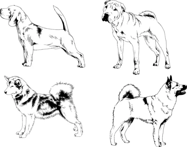 ベクターの絵は手描きでインクで描いた血統の犬や猫 背景のないもの — ストックベクタ