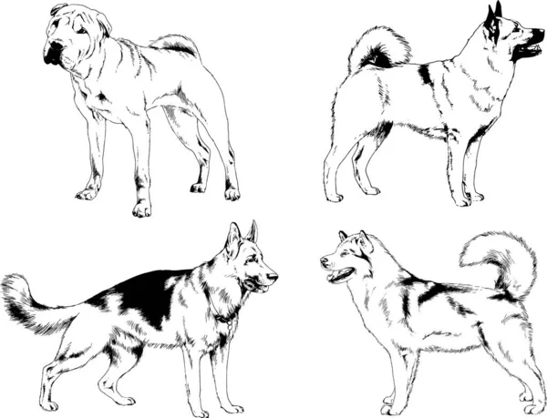 Desenhos Vetoriais Esboços Pedigree Cães Gatos Desenhados Tinta Mão Objetos — Vetor de Stock