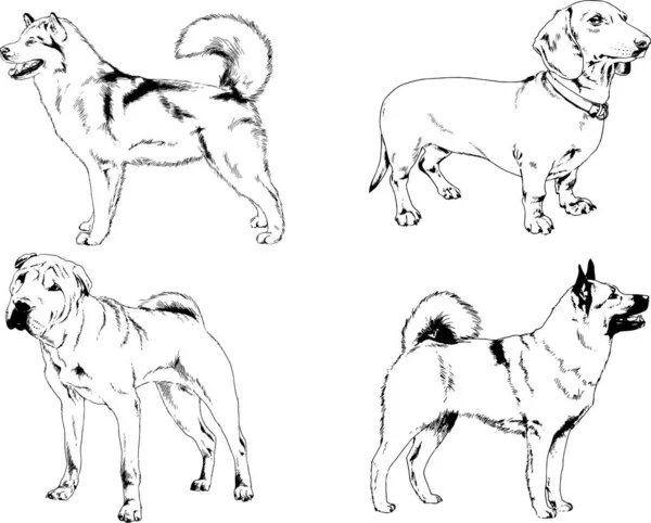 Vectortekeningen Schetsen Stamboom Honden Katten Met Hand Getekend Objecten Zonder — Stockvector