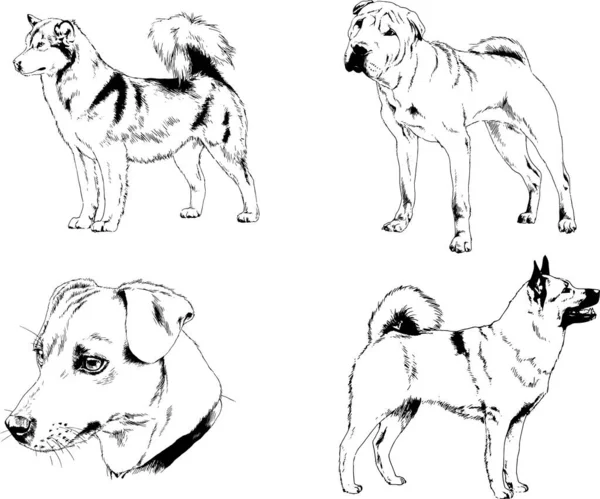 ベクターの絵は手描きでインクで描いた血統の犬や猫 背景のないもの — ストックベクタ