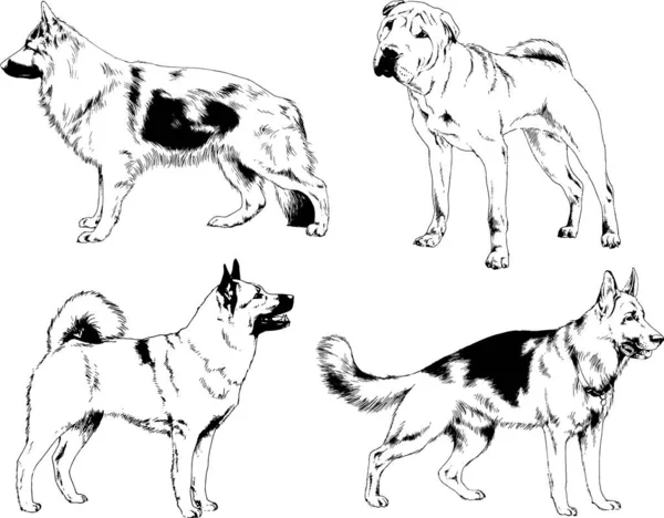 ベクターの絵は手描きでインクで描いた血統の犬や猫 背景のないもの — ストックベクタ