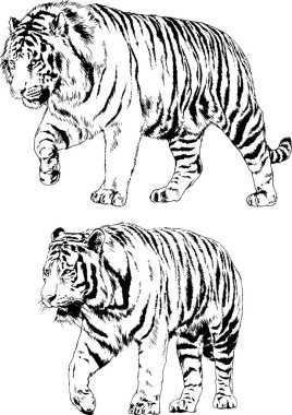 Yırtıcıların temasındaki vektör çizimleri mürekkep dövmeli logolarla elle çizilir.