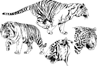 Yırtıcıların temasındaki vektör çizimleri mürekkep dövmeli logolarla elle çizilir.