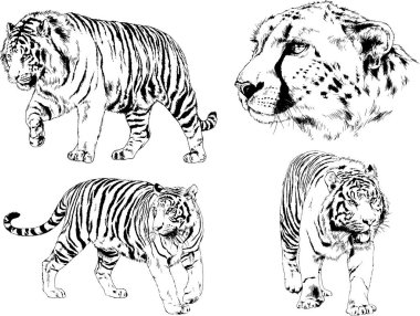 Yırtıcıların temasındaki vektör çizimleri mürekkep dövmeli logolarla elle çizilir.