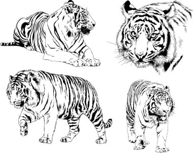 Yırtıcıların temasındaki vektör çizimleri mürekkep dövmeli logolarla elle çizilir.