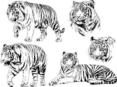 Yırtıcıların temasındaki vektör çizimleri mürekkep dövmeli logolarla elle çizilir.