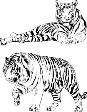 Yırtıcıların temasındaki vektör çizimleri mürekkep dövmeli logolarla elle çizilir.