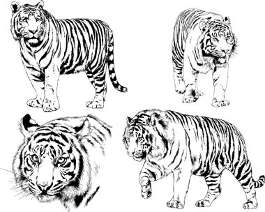 Yırtıcıların temasındaki vektör çizimleri mürekkep dövmeli logolarla elle çizilir.