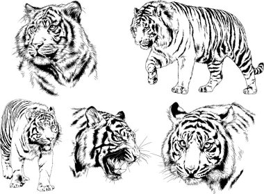 Yırtıcıların temasındaki vektör çizimleri mürekkep dövmeli logolarla elle çizilir.