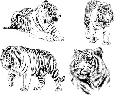 Yırtıcıların temasındaki vektör çizimleri mürekkep dövmeli logolarla elle çizilir.