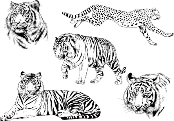 Ensemble Dessins Vectoriels Sur Thème Des Prédateurs Tigres Sont Dessinés — Image vectorielle