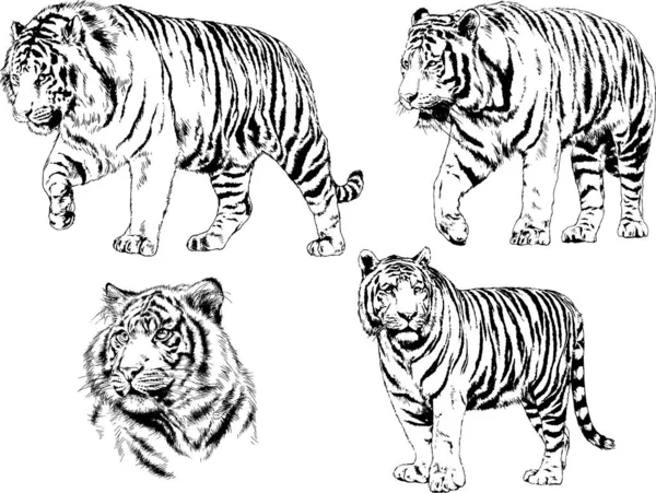 Ensemble Dessins Vectoriels Sur Thème Des Prédateurs Tigres Sont Dessinés — Image vectorielle