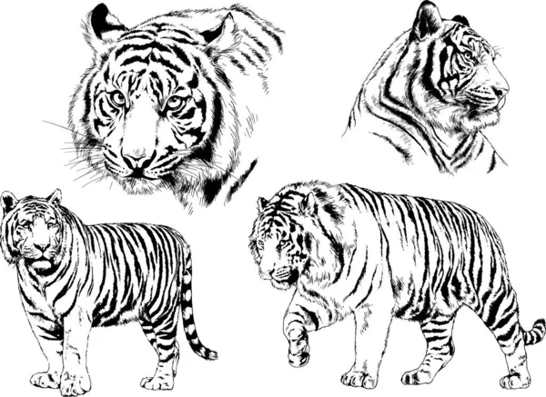 Conjunto Dibujos Vectoriales Sobre Tema Los Depredadores Tigres Dibujan Mano — Vector de stock