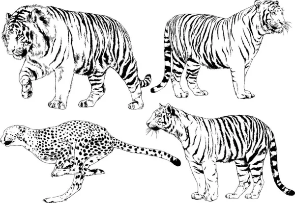 Conjunto Dibujos Vectoriales Sobre Tema Los Depredadores Tigres Dibujan Mano — Archivo Imágenes Vectoriales