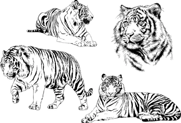 Conjunto Dibujos Vectoriales Sobre Tema Los Depredadores Tigres Dibujan Mano — Vector de stock