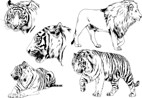 Serie Disegni Vettoriali Sul Tema Dei Predatori Tigri Sono Disegnati — Vettoriale Stock