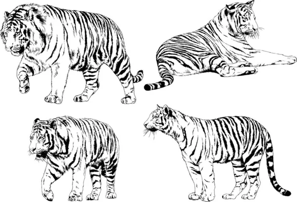 Conjunto Desenhos Vetoriais Sobre Tema Tigres Predadores São Desenhados Mão —  Vetores de Stock